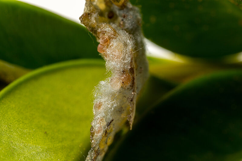 Eggs of Box tree moth Cydalima perspectalis