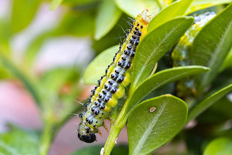 Larva of Box tree moth Cydalima perspectalis