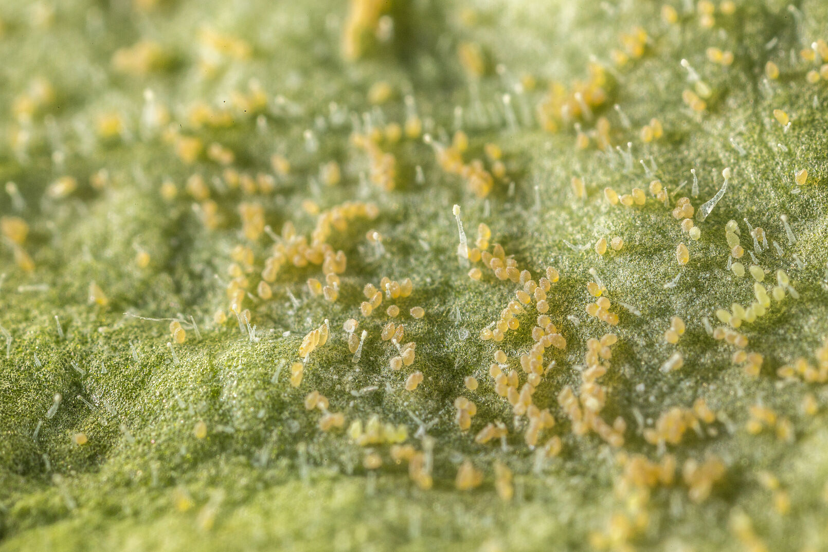 Tobacco whitelfy Bemisia tabaci infestation on leaf