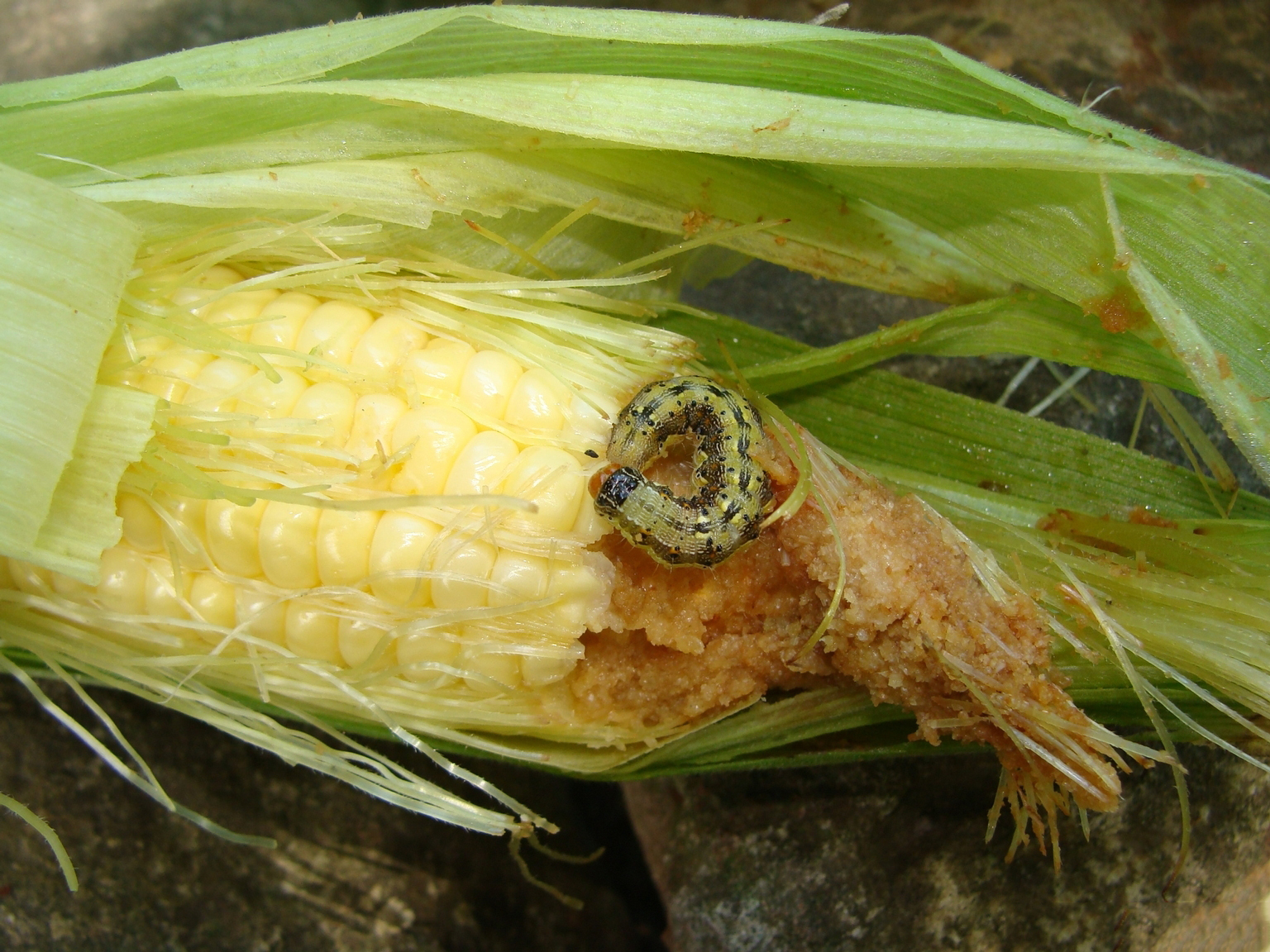 Larva of the Bollworm Helicoverpa zea