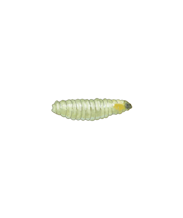 Tomato leaf miner Liriomyza bryoniae Larva Illustration