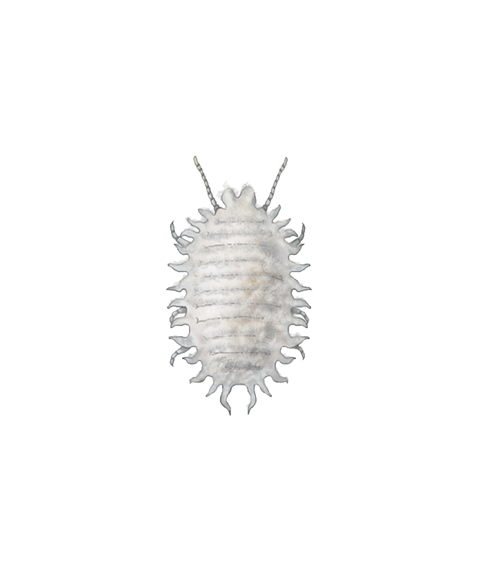 Citrus mealybug Planococcus citri Female Adult Illustration