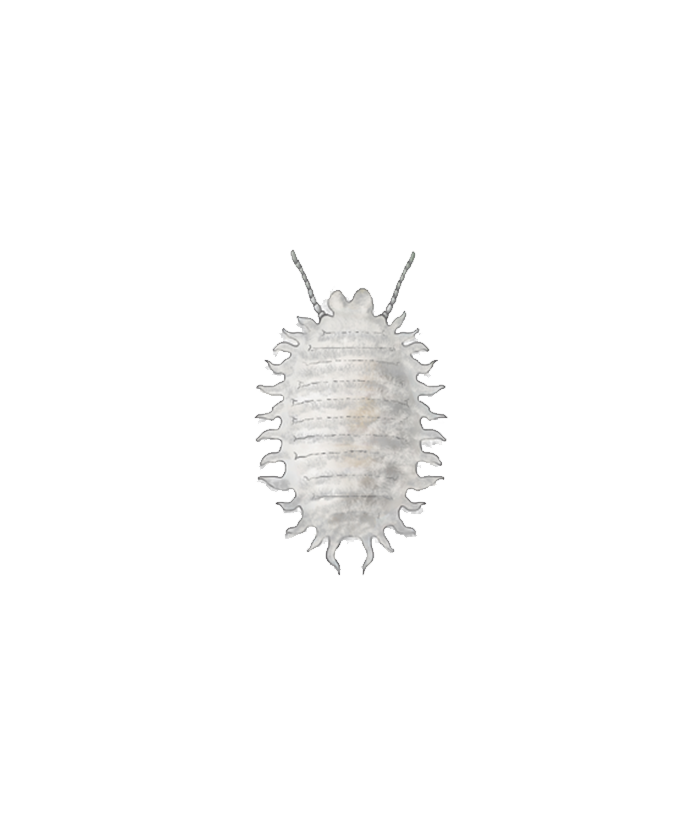 Citrus mealybug Planococcus citri Female Nymph Illustration