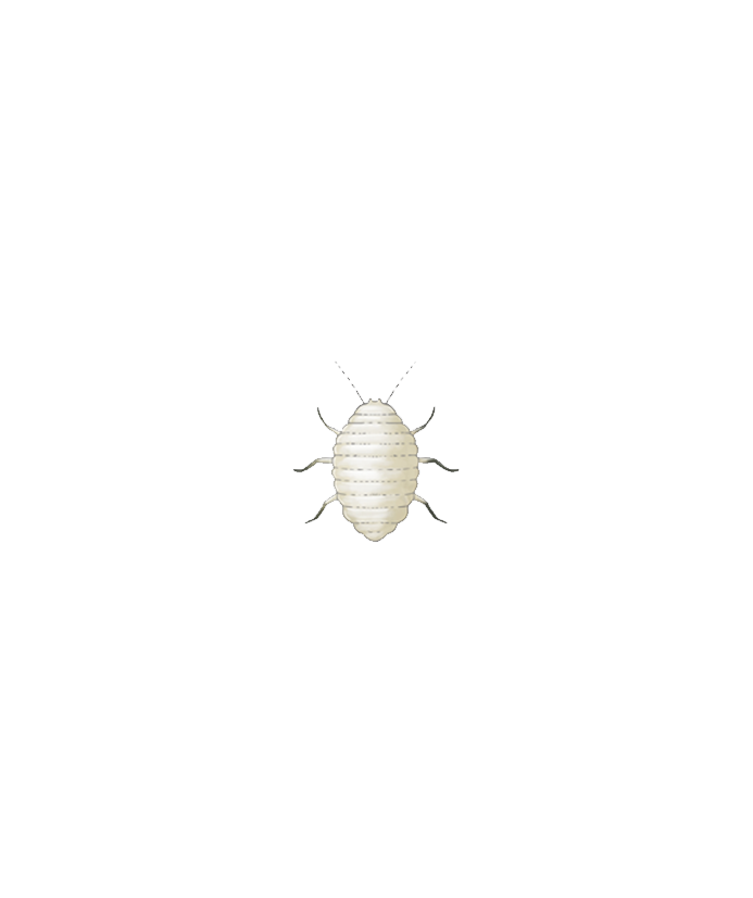 Citrus mealybug Planococcus citri Nymph Illustration